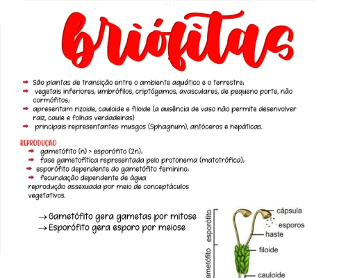 amostra_de_bot_nica_1