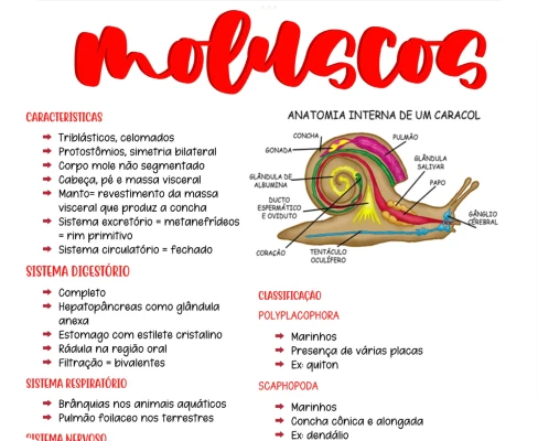 amostra_de_zoologia_1