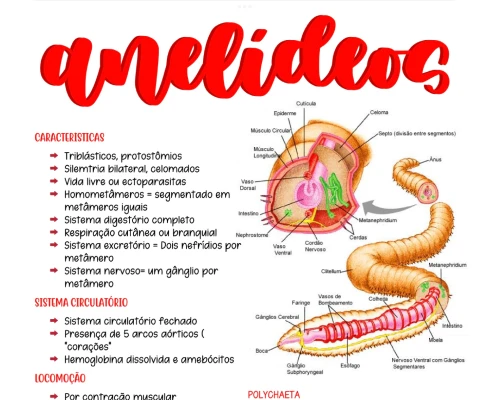 amostra_de_zoologia_2